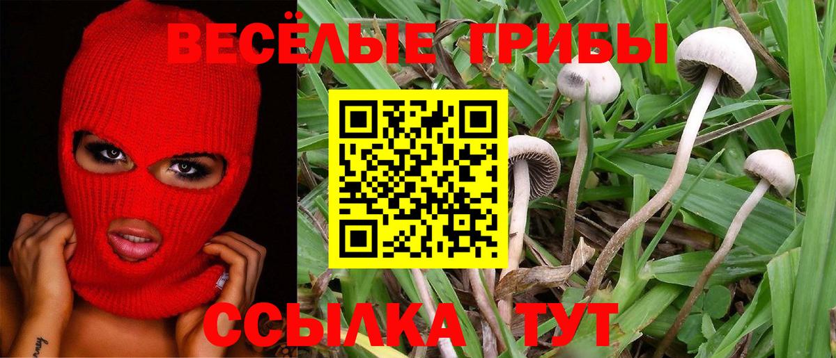 Ижевск  Псилоцибиновые грибы Psilocybine cubensis  наркота  Вход с VPN 